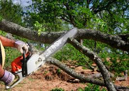 Best Tree Risk Assessment  in Buchanan, MI